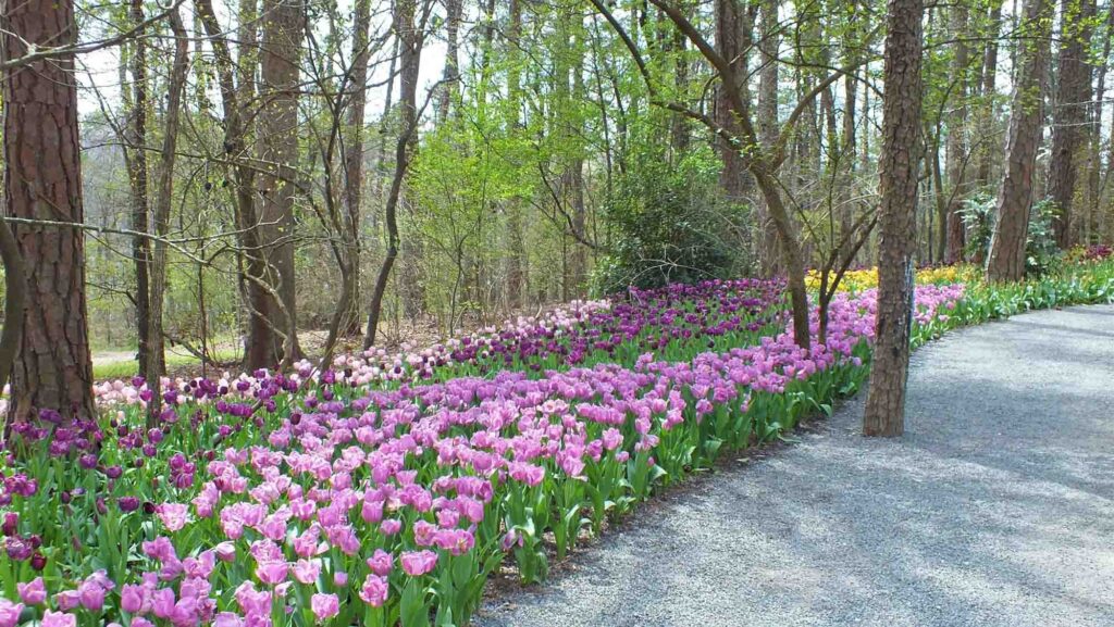 Garvan Woodland Gardens, Arkansas is one of the best places to visit in March in the USA