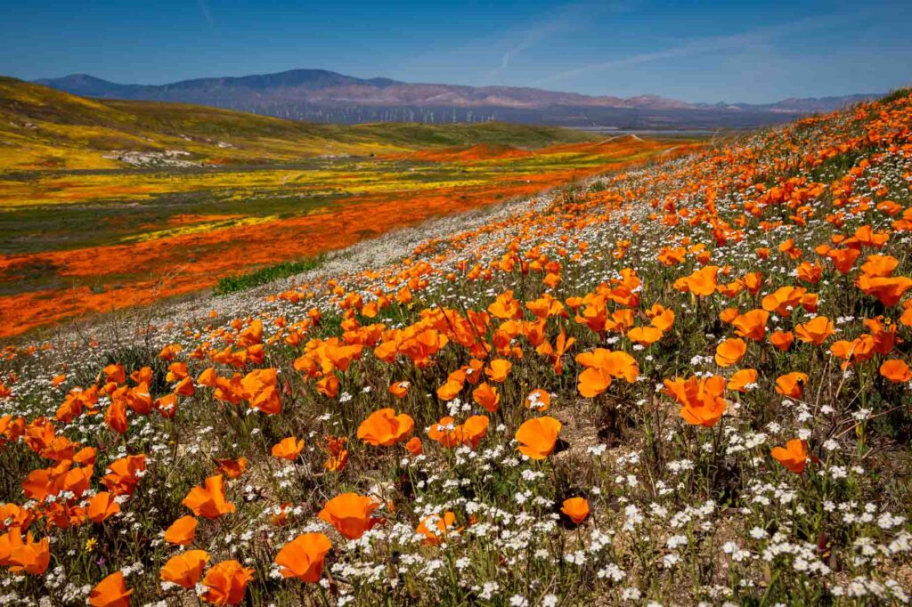 Antelope Valley in California