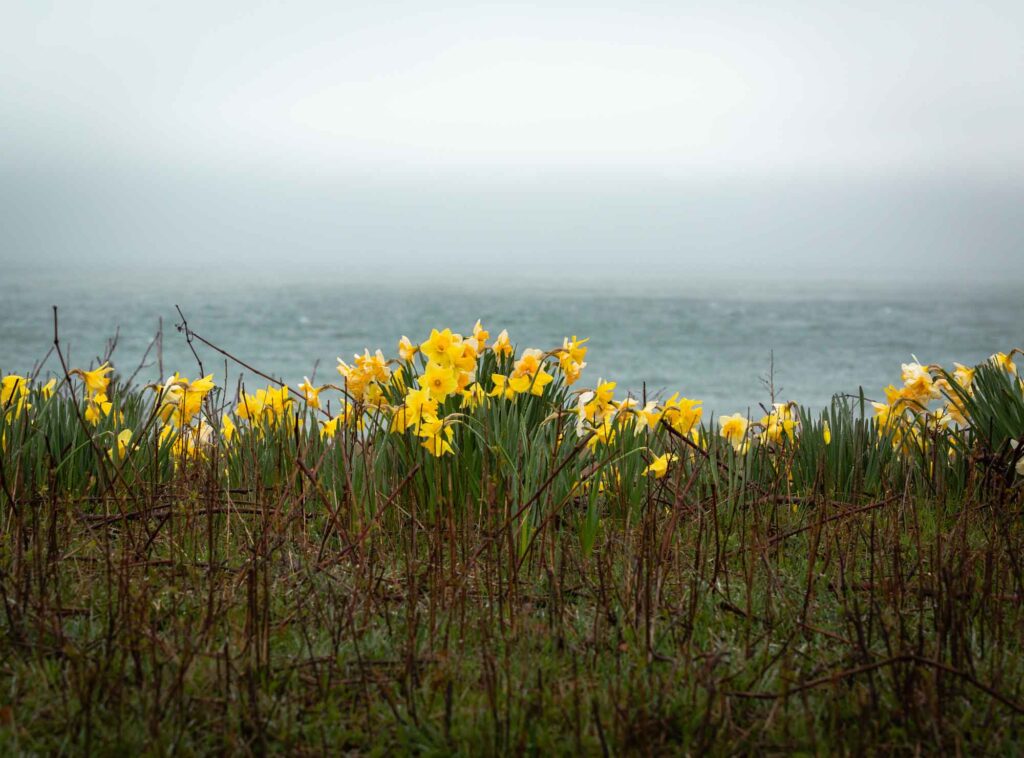 Daffodils on Nantucket Island, Massachusetts