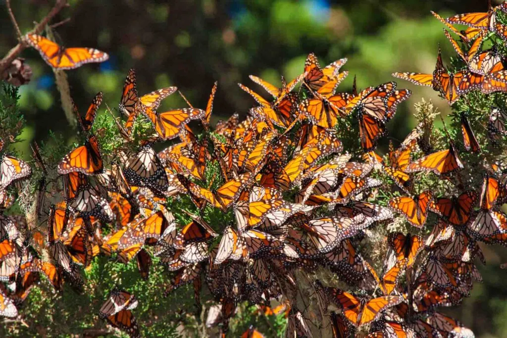 Multiple monarch butterflies gathered on a branch