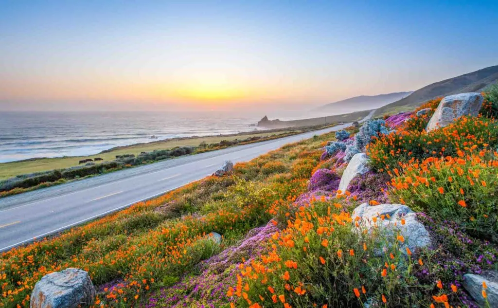 Wild flowers and coastline in Big Sur, California