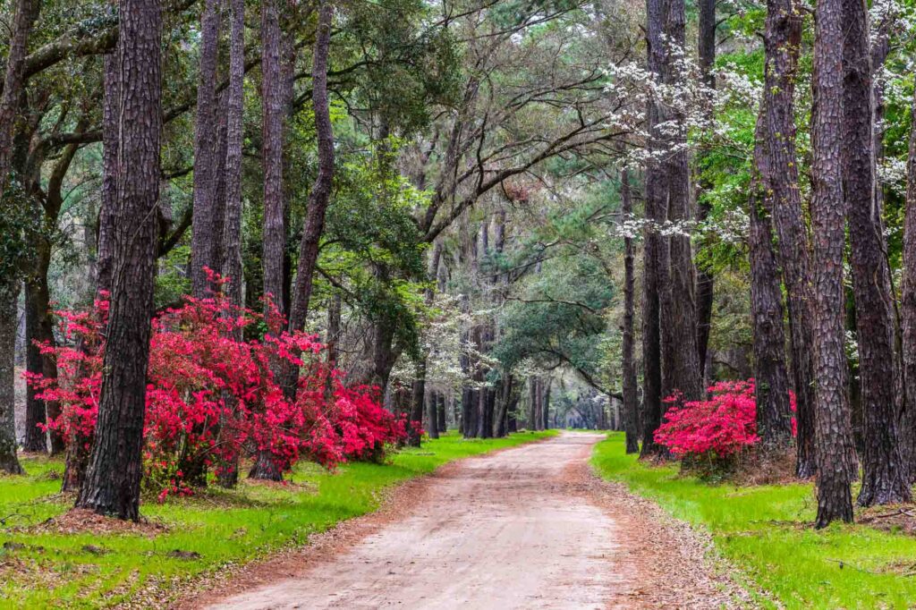 Colorful dirt road in Edisto Island, South Carolina