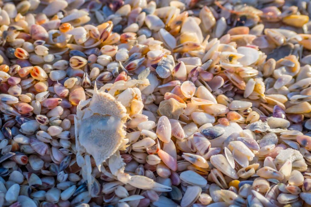 Intact sea shells and a white ghost crab in Anna Maria Island, Fl