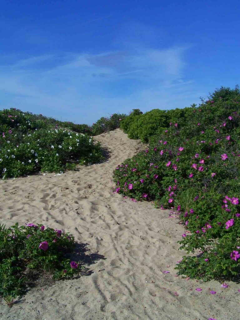 A dune path at Hammonasset beach State Park in Connecticut