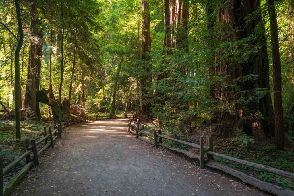 A fenced walking trail at Henry Cowell Redwoods State Park in California