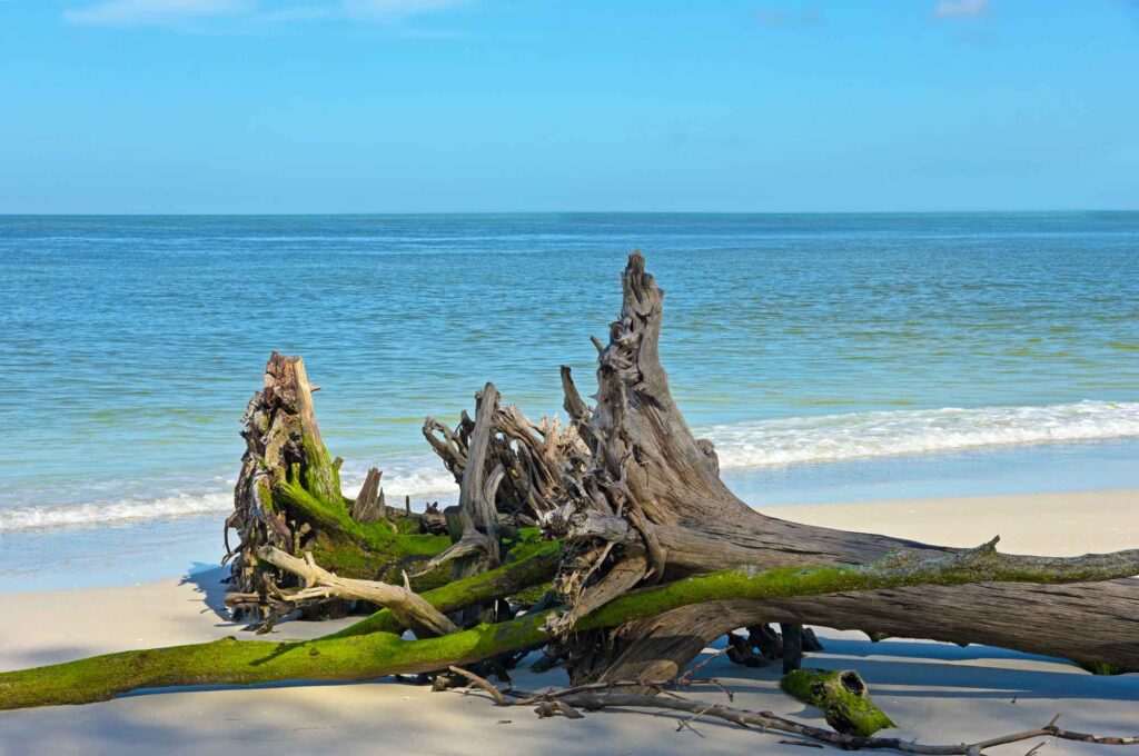 Beautiful weathered driftwood on the beach of Beer Can Island in Florida