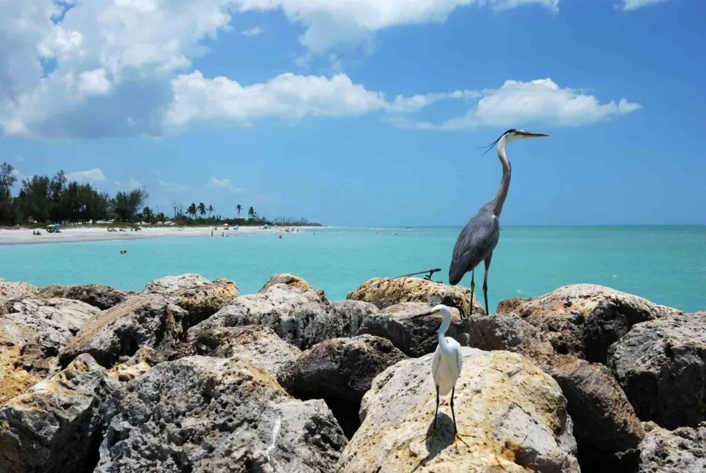 Birds on Captiva Island in Florida