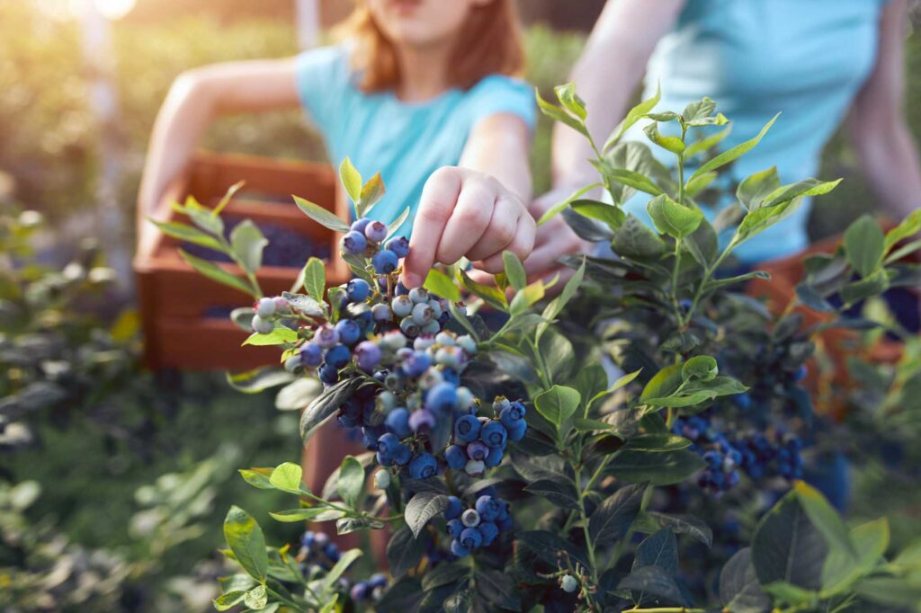 Picking blue berries in an orchard