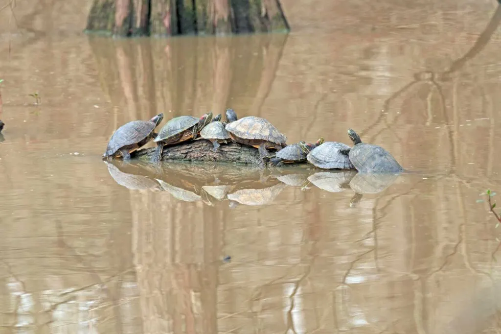 Turtles at Anahuac National Wildlife Refuge