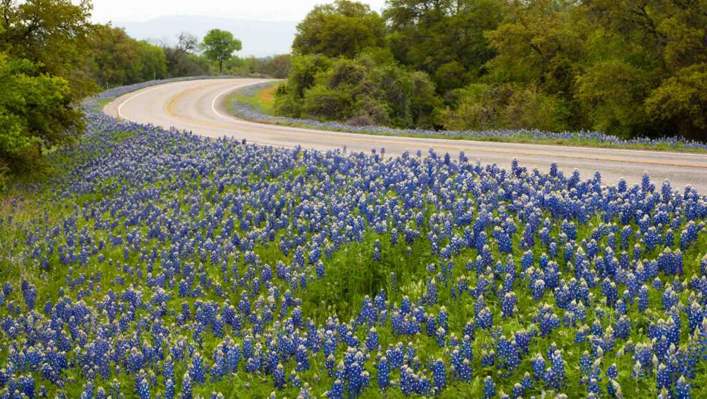 Beautiful bluebonnets by the highway in Willow City Loop