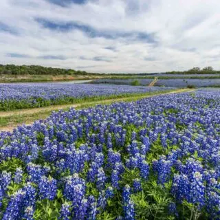Muleshoe Bend Recreation Area offers great view of bluebonnets in Texas