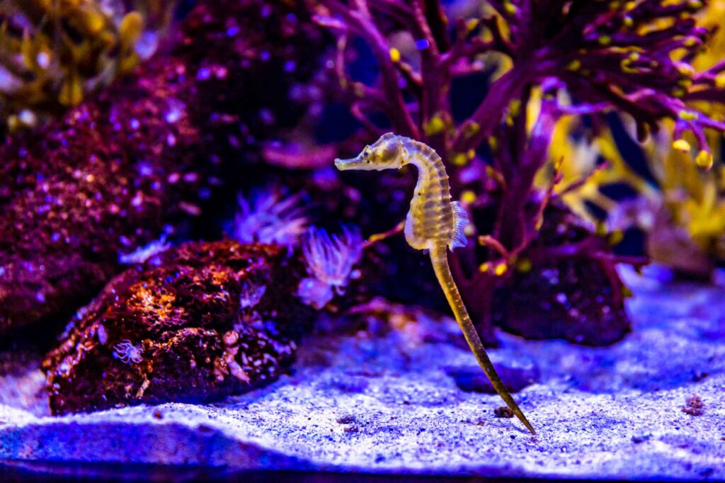 Seeing the seahorses in the Ocean Rider Seahorse Farm is one of the best things to do in Kona