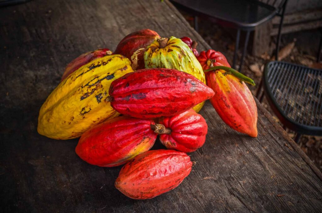 Ripe Cacao pods for processing in Hawaiian Chocolate Factory