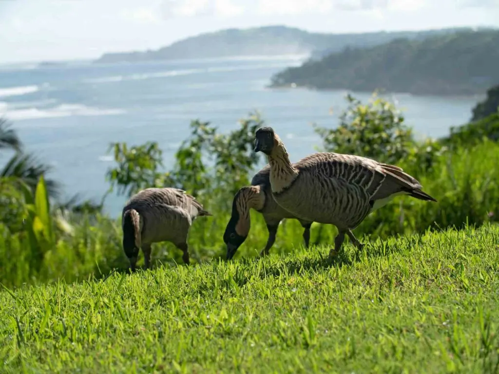 One of the best things to do in Kona is to Watch for Wildlife like the endangered Nene geese