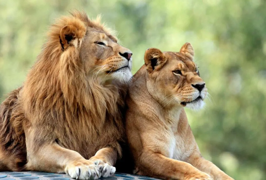 A pair of lions relaxing