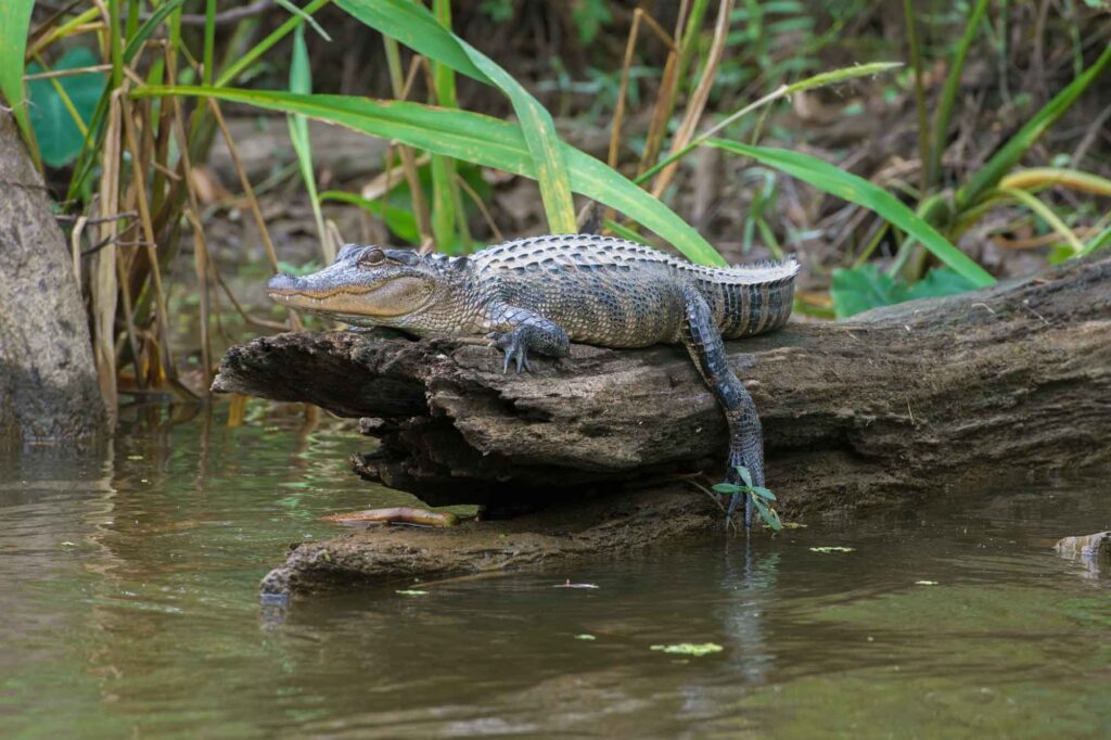 An alligator resting in Honey Island Swamp in Louisiana