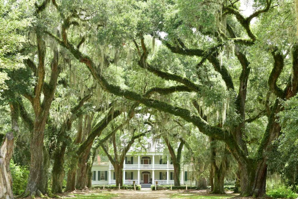 Christmas Themed Plantations s an excellent addition to your Christmas in New Orleans itinerary