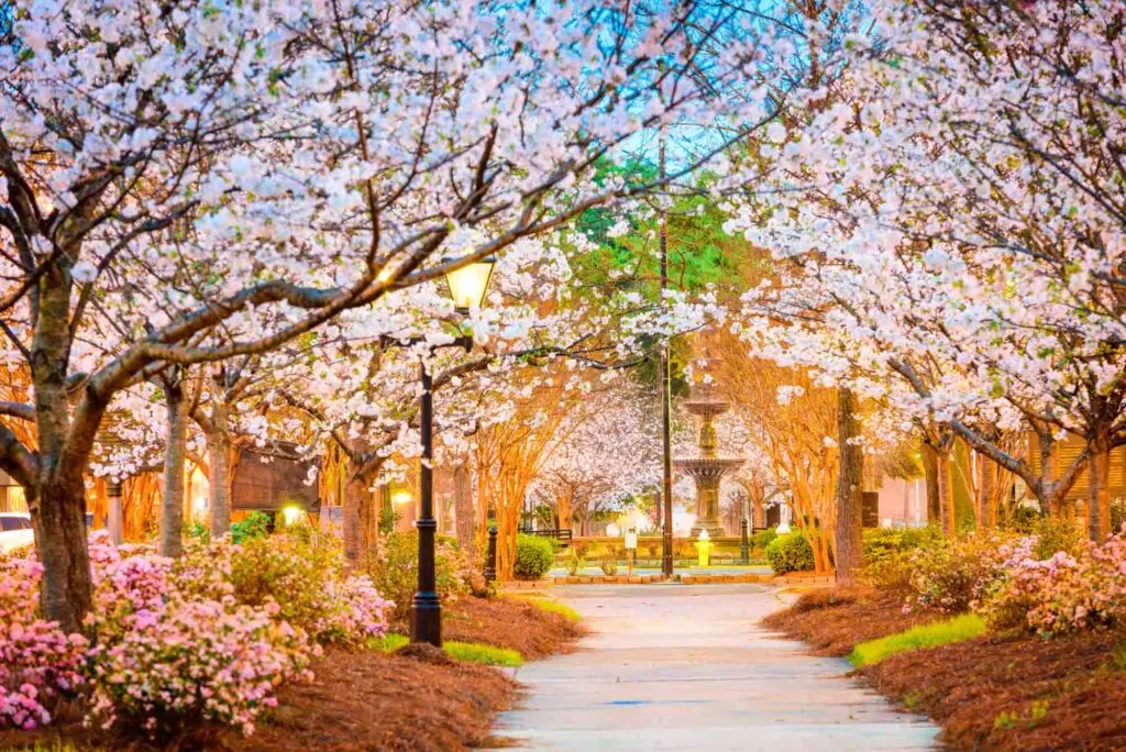 Beautiful cherry blossoms in Macon in Georgia