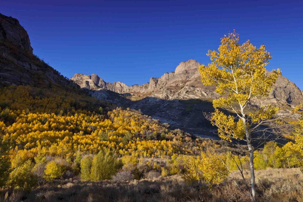 Golden colors of Lamoille Canyon in Nevada during fall