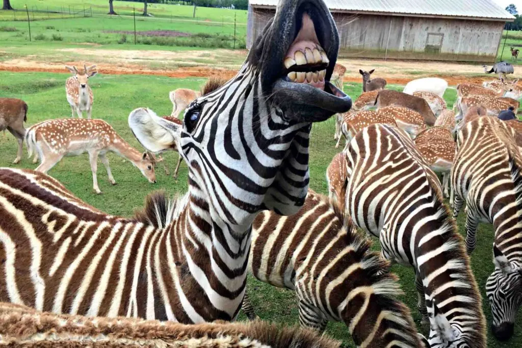 One of the best day trips from New Orleans is going on a Safari At The Global Wildlife Center