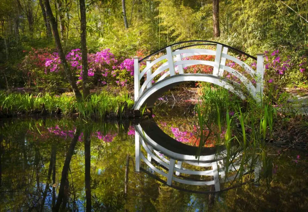 enchanting bridge over a pond in The Magnolia Plantation & Gardens in Charleston, SC