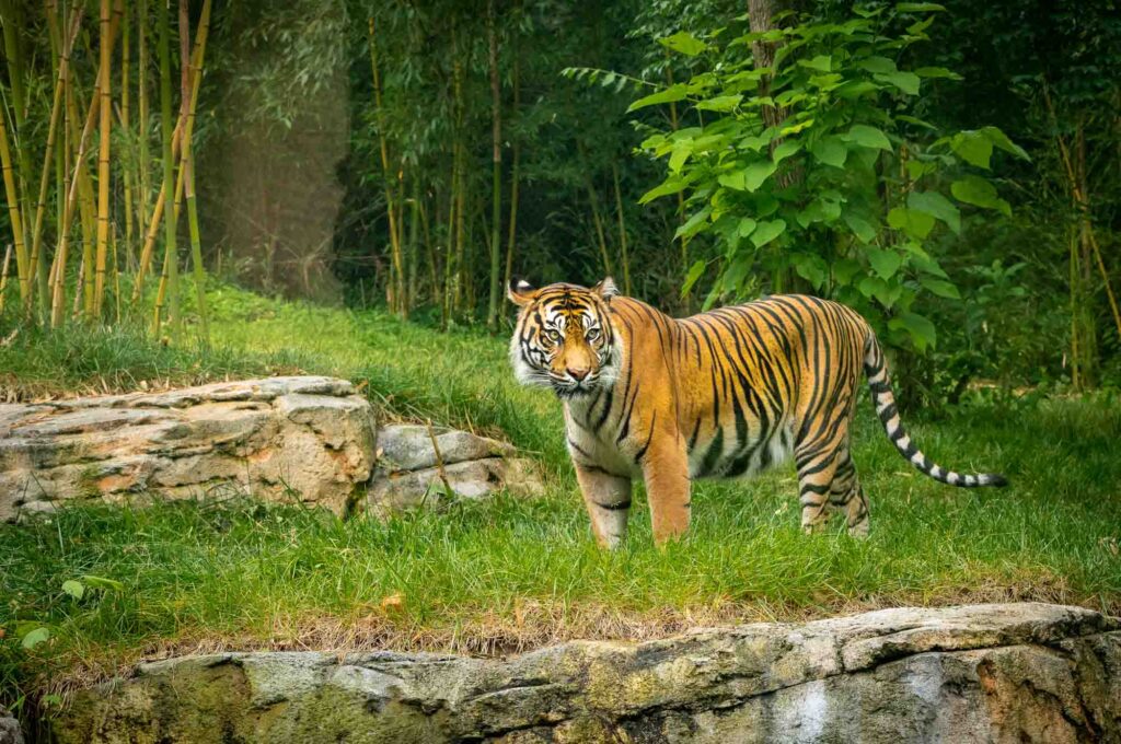 A magnificent tiger in the Nashville Zoo in Nashville, Tennessee