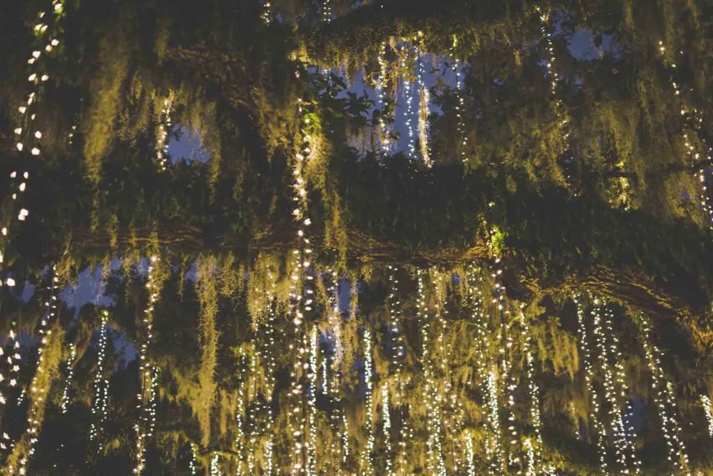 Christmas lights decorating an oak tree