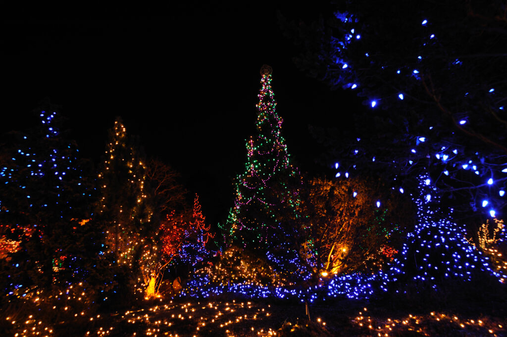 Lighted Christmas Trees Outdoors