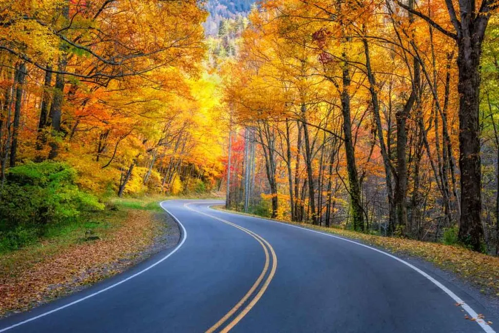 Beautiful fall foliage by the road in Great Smoky Mountains