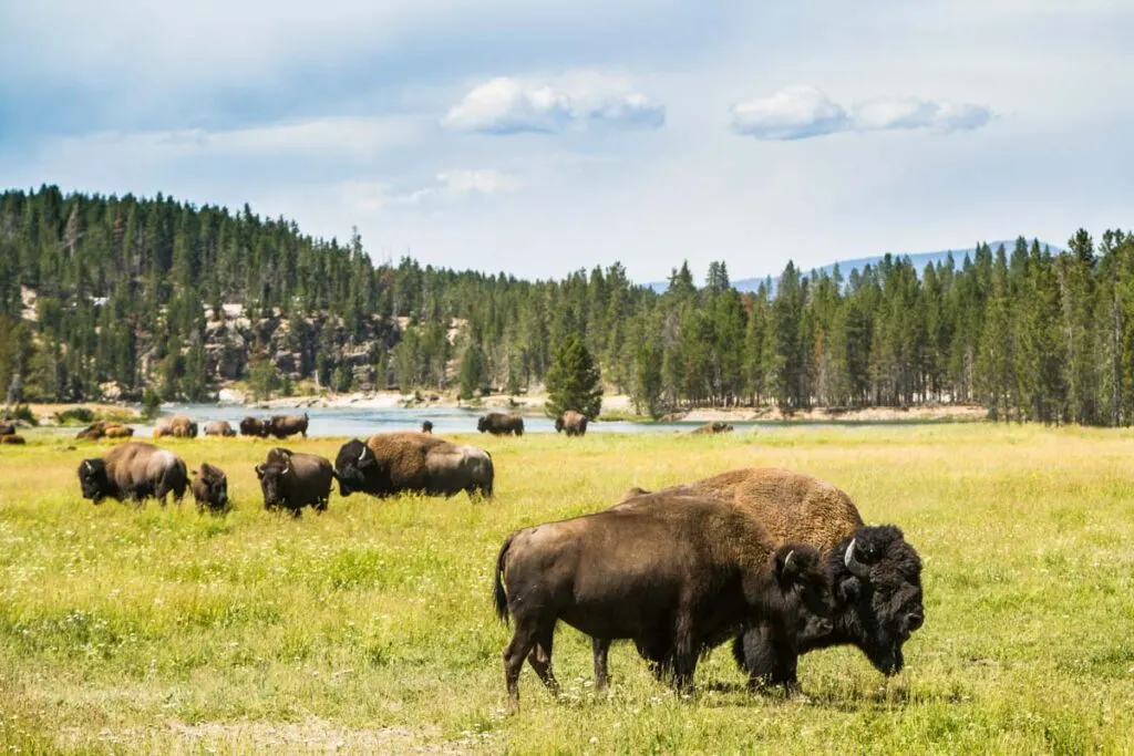 Yellowstone National Park is one of the most beautiful places in the US that is a must-visit