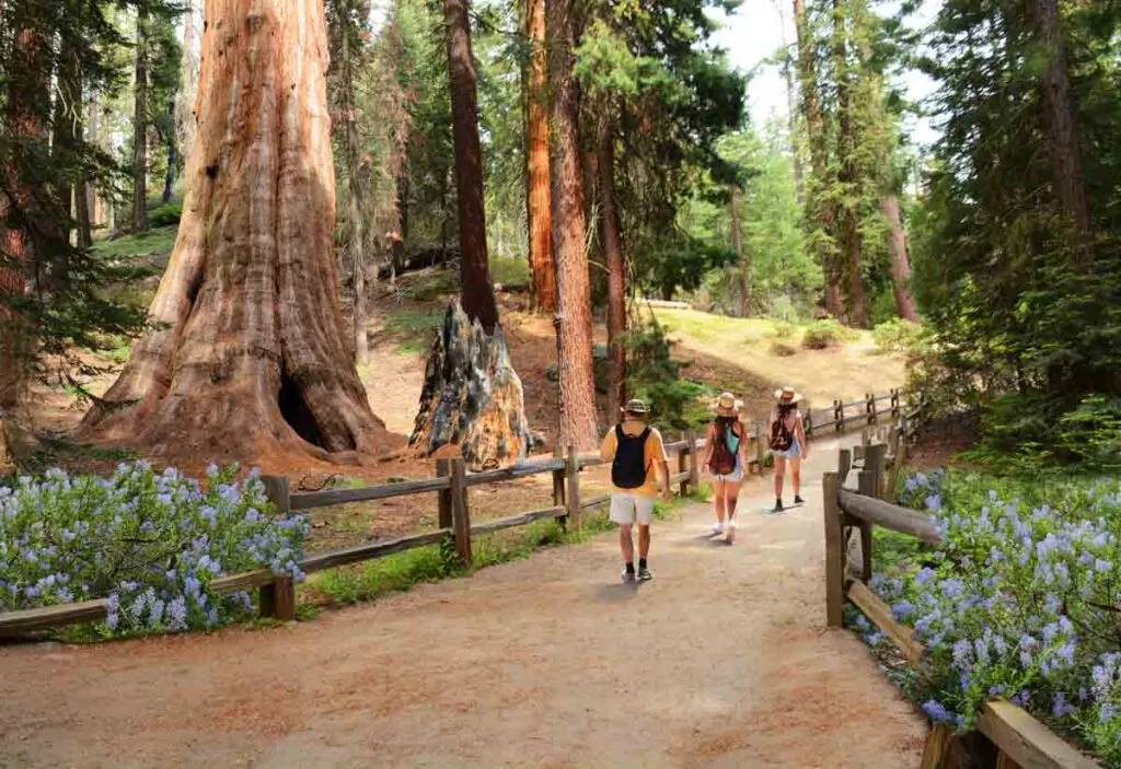 Giant Trees along General Grant Tree Trail, Kings Canyon National Park