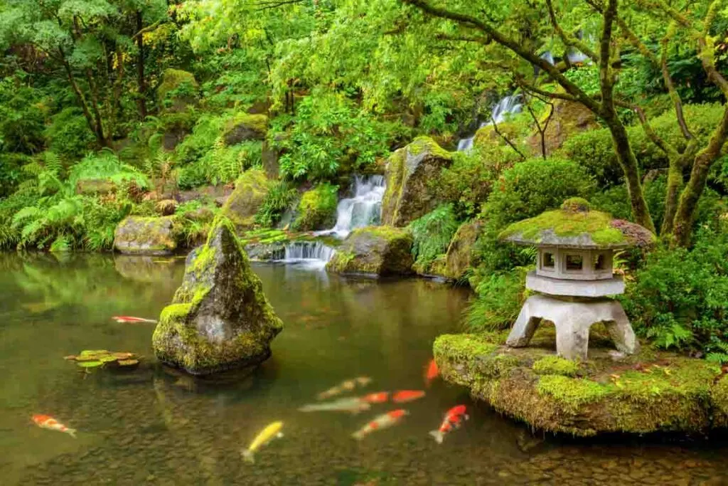 Relaxing Koi Pond in Portland Japanese Garden in Portland, Oregon