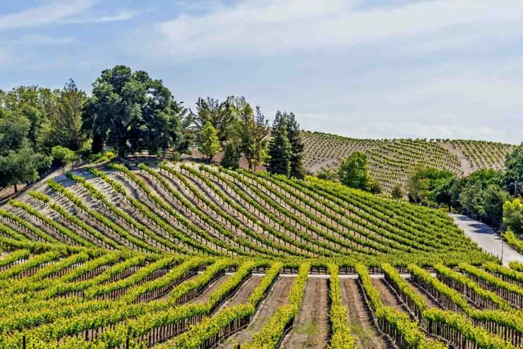 Scenic vineyards in Paso Robles in California