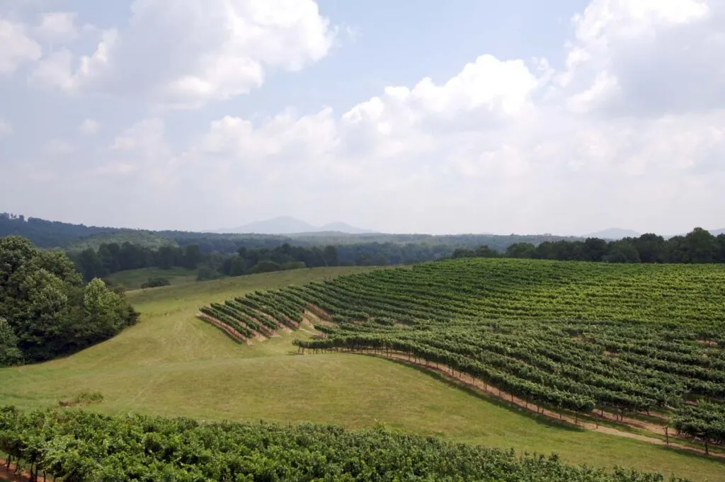 A vineyard on the rolling hills of Dahlonega, Georgia