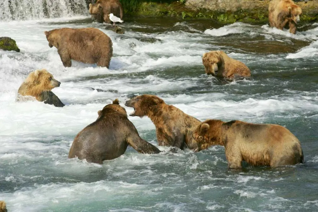 Grizzly bears fishing for Salmon at Katmai National Park
