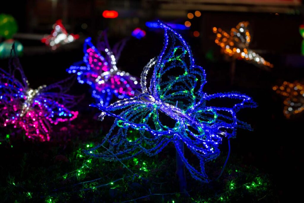 Stop At The Butterfly Pavilion’s Living Lights for a fascinating Christmas experience in Denver