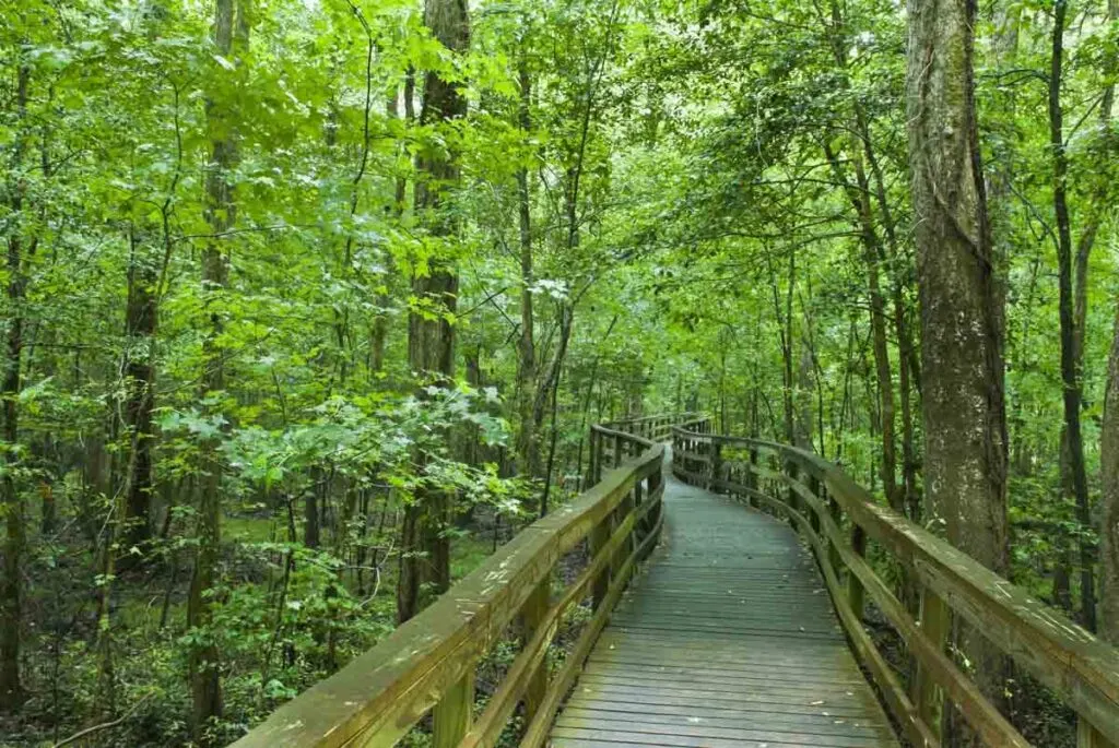 A boardwalk through the enchanting Congaree National Park