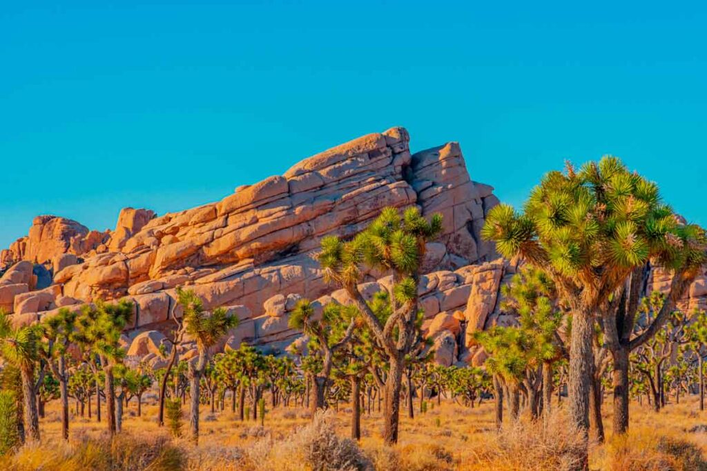One of the most popular west coast national parks located in California is Joshua Tree National Park