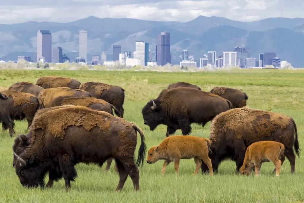 A bison herd grazing at the Rocky Mountain Arsenal National Wildlife Refuge