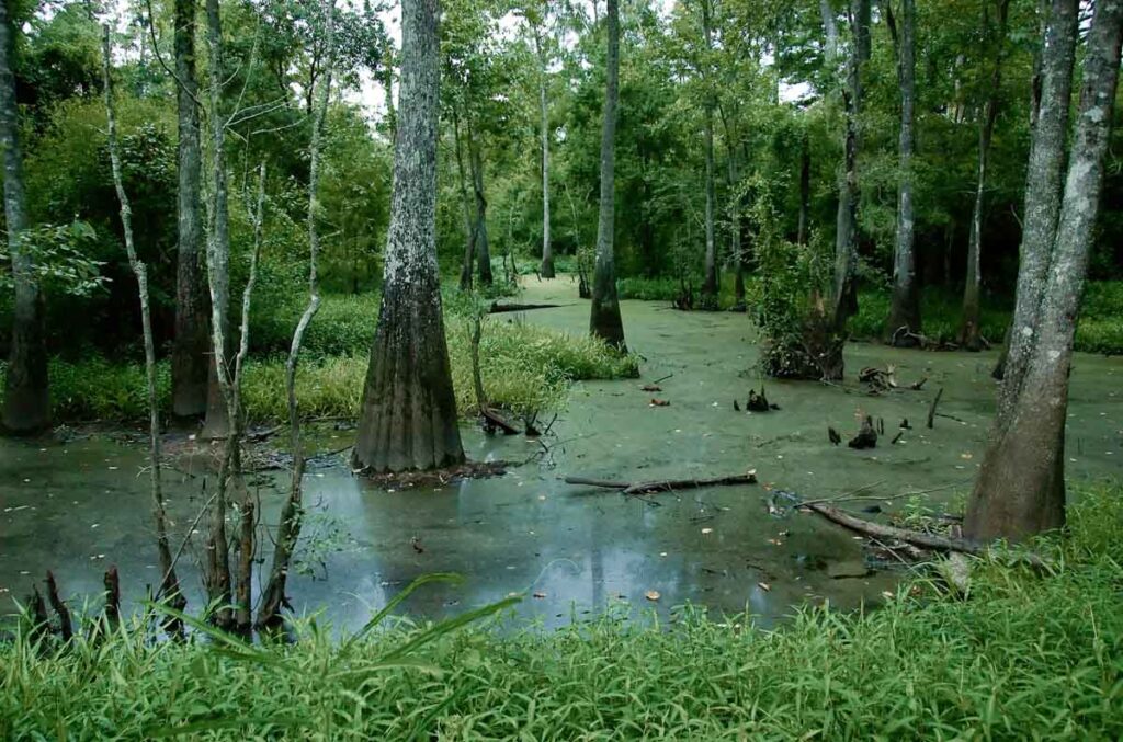 Tupelo swamp ecosystem in Tickfaw State Park in Louisiana