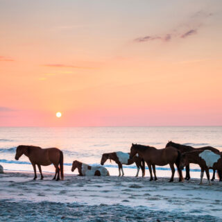 Assateague Island, Maryland is one of the best East Coast