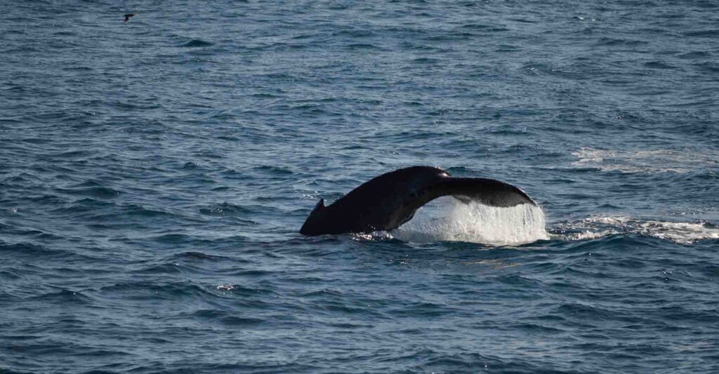 Killer whale feeding off the coast of San Diego, California