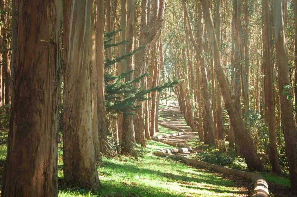 Lovers' Lane in San Francisco