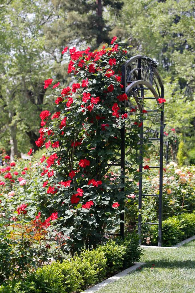 Red roses climb a rose arbor at McKinley park in Sacramento, California.