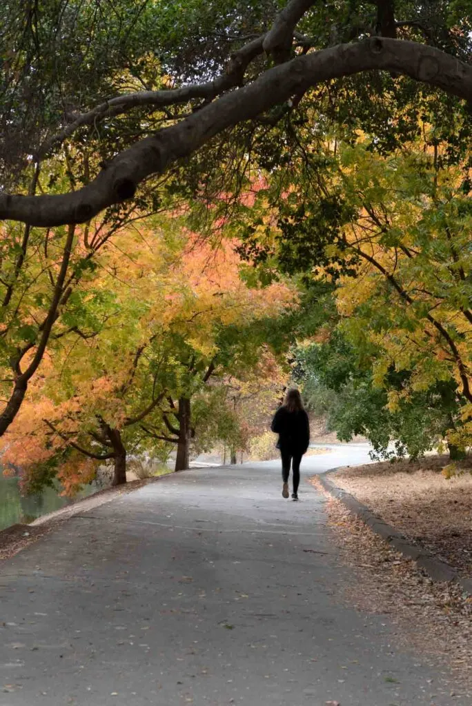 person walking on a path at the UC Davis Arboretum in the fall