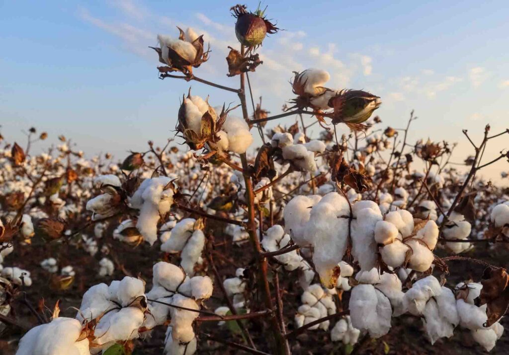 Cotton in the Arkansas delta